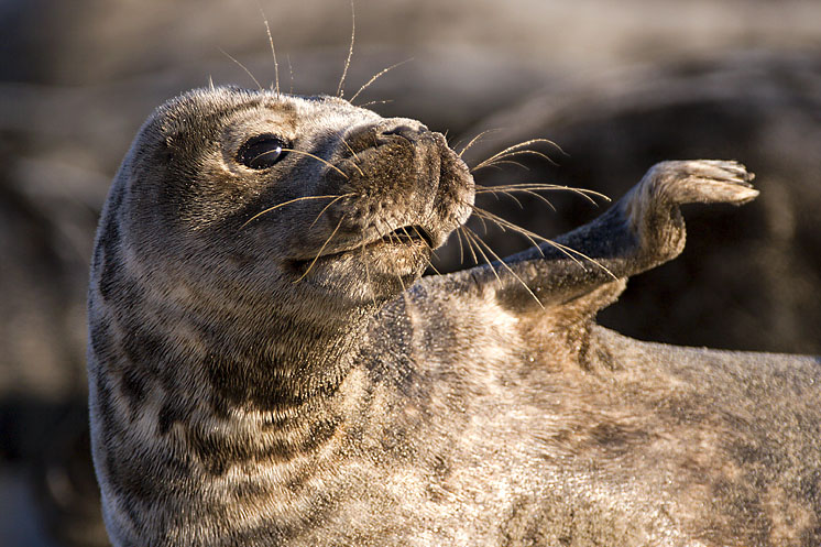 Kegelrobbe
Schlüsselwörter: Kegelrobbe