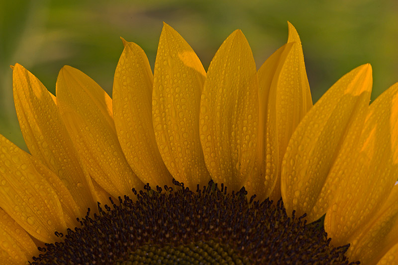 Sonnenblume (Helianthus)
Schlüsselwörter: Sonnenblume, Helianthus, gelb, grün, Sonne, Blüte, Sommer, wasser, tropfen