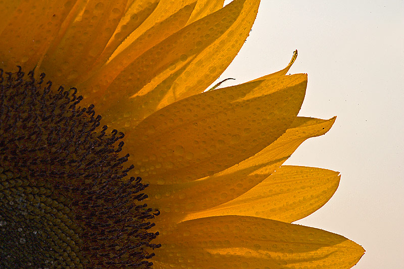 Sonnenblume (Helianthus)
Schlüsselwörter: Sonnenblume, Helianthus, gelb, grün, Sonne, Blüte, Sommer, wasser, tropfen