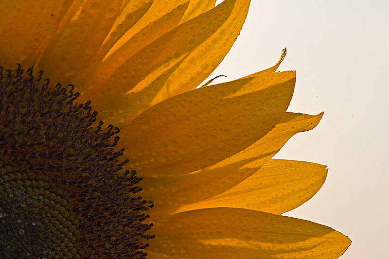 Sonnenblume (Helianthus)
Schlüsselwörter: Sonnenblume, Helianthus, gelb, grün, Sonne, Blüte, Sommer, wasser, tropfen
