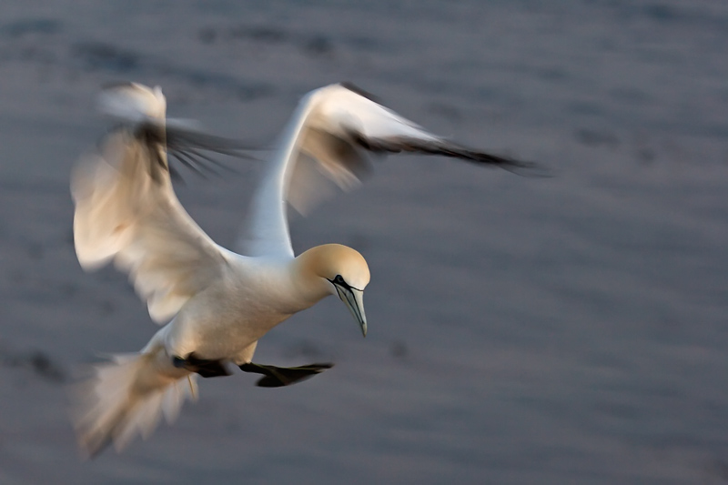 Basstölpel
Schlüsselwörter: Basstoelpel, Bassrocks, England, Vogel, Bird, Sula bassana