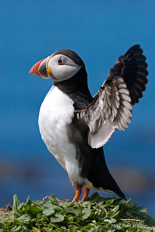 Puffin
Schlüsselwörter: Papagaitaucher, Puffin, England, GBR, Farne Iland, Shottland