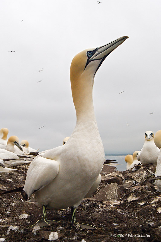 Basstölpel
Schlüsselwörter: Basstoelpel, Bassrocks, England, Vogel, Bird, Sula bassana