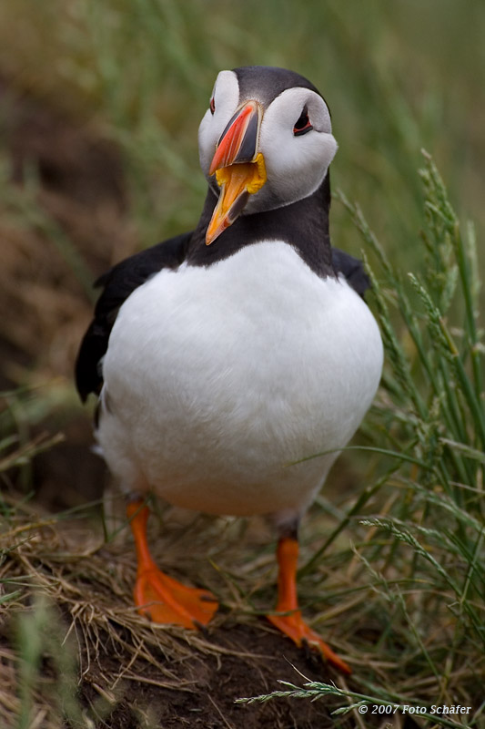 Puffin
Schlüsselwörter: Papagaitaucher, Puffin, England, GBR, Farne Iland, Shottland