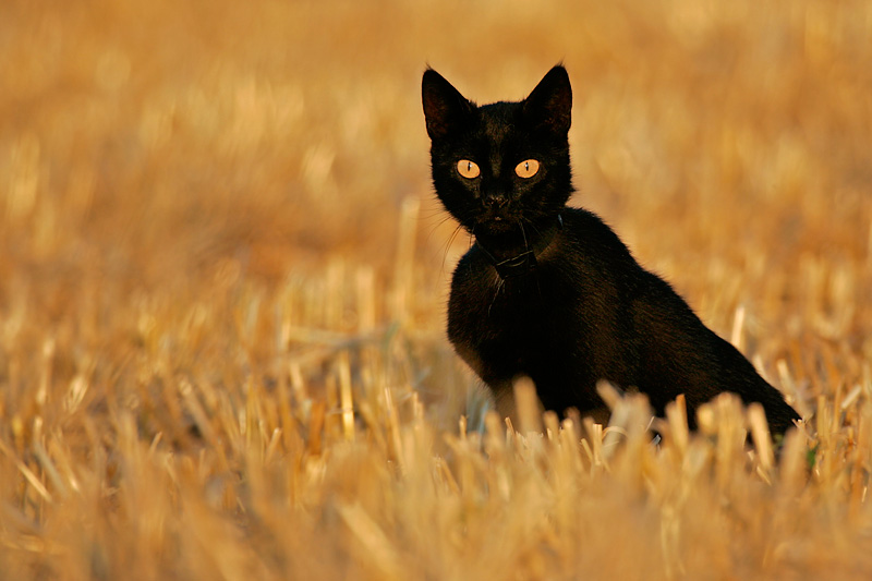 Abwarten
Schlüsselwörter: Katze, Feld, Korn, Gold, schwarz, schleichen