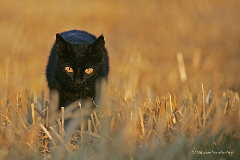 Anschleichen
Schlüsselwörter: Katze, Feld, Korn, Gold, schwarz, schleichen