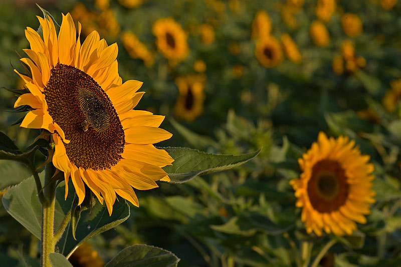 Sonnenblume (Helianthus)
Sonnenblume (Helianthus)
Schlüsselwörter: Sonnenblume, Helianthus, gelb, grün, Sonne, Blüte, Sommer, Feld