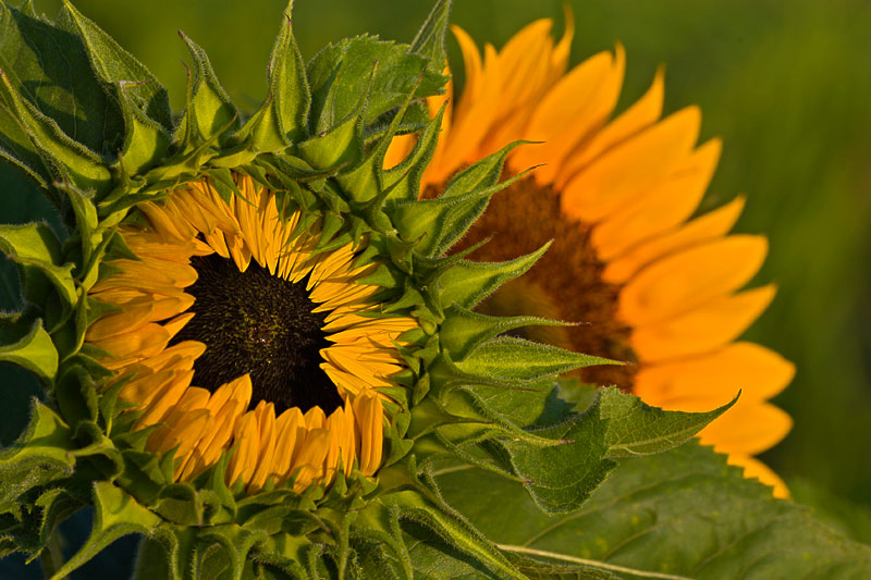Sonnenblume (Helianthus)
Sonnenblume (Helianthus)
Schlüsselwörter: Sonnenblume, Helianthus, gelb, grün, Sonne, Blüte, Sommer