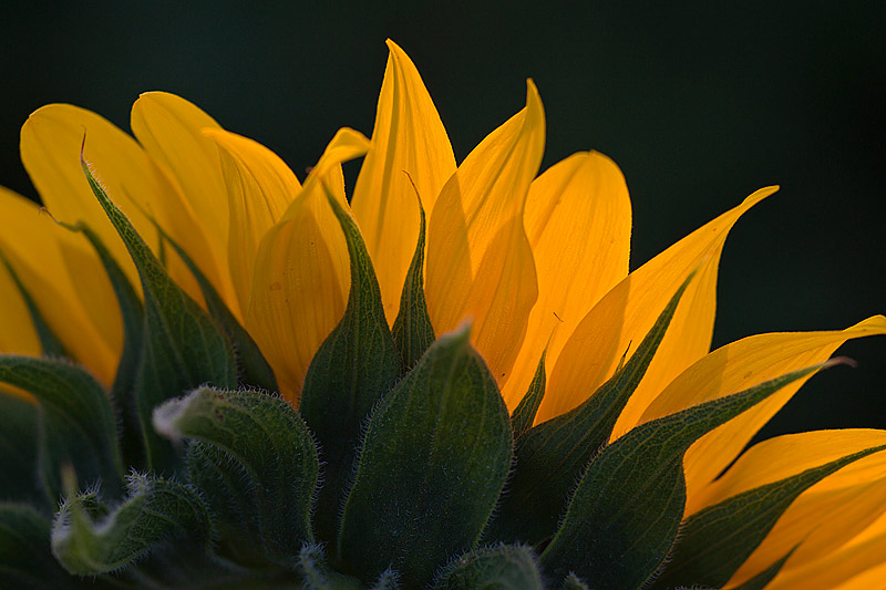 Sonnenblume (Helianthus)
Schlüsselwörter: Sonnenblume, Helianthus, gelb, grün, Sonne, Blüte, Sommer