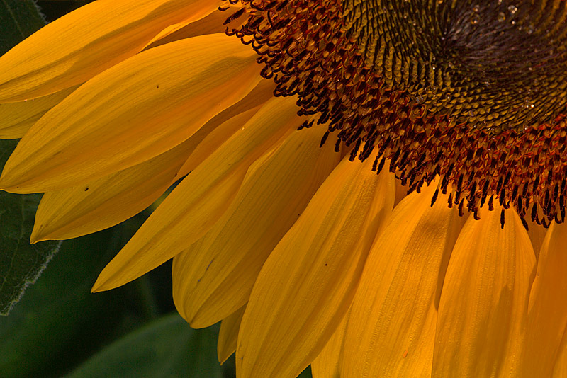 Sonnenblume (Helianthus)
Schlüsselwörter: Sonnenblume, Helianthus, gelb, grün, Sonne, Blüte, Sommer