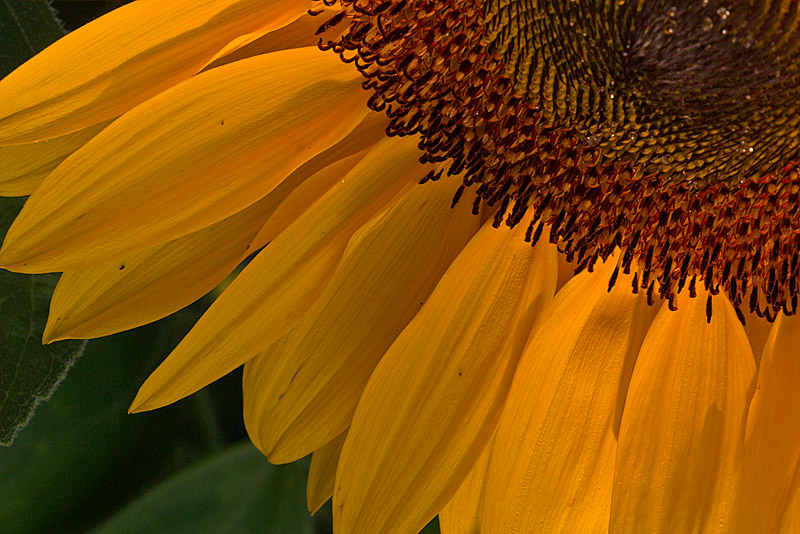 Sonnenblume (Helianthus)
Schlüsselwörter: Sonnenblume, Helianthus, gelb, grün, Sonne, Blüte, Sommer