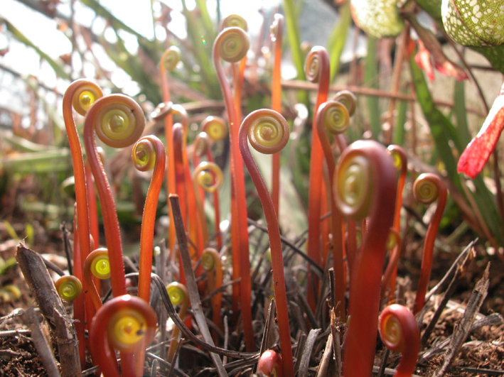 Drosera binata var. dichotoma
Schlüsselwörter: Drosera binata var. dichotoma,Botanischr Garten Zürich