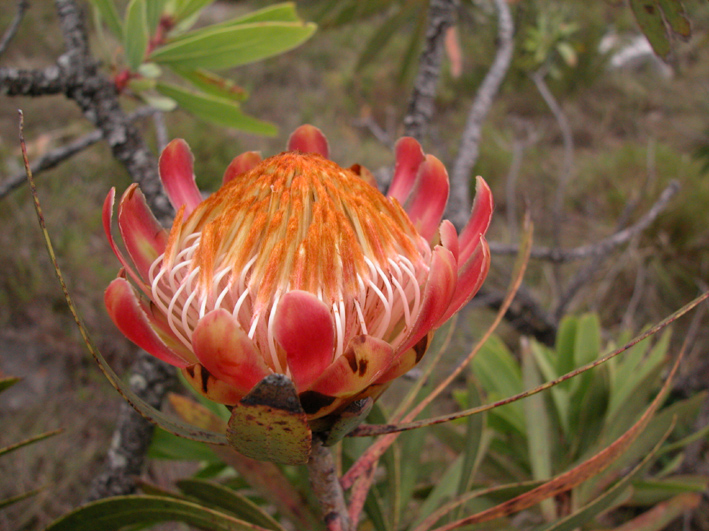 Protea caffra
Schlüsselwörter: Protea caffra,Südafrika,Oribi Gorge