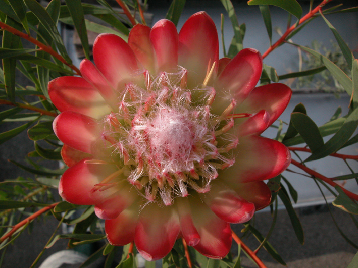 Protea nerifolia
Schlüsselwörter: Protea nerifolia,Botanischer Garten Zürich