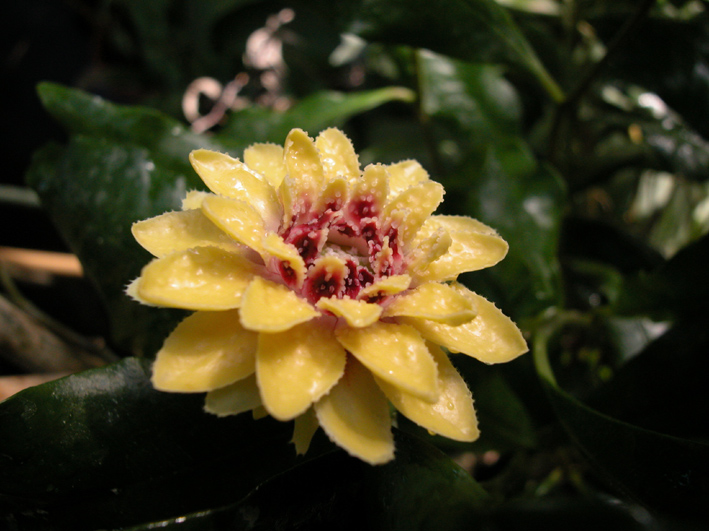 Eupomatia bennettii
Schlüsselwörter: Eupomatia bennettii,Botanischer Garten Zürich