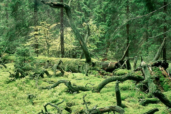 Bialowieza Nationalpark, Polen
