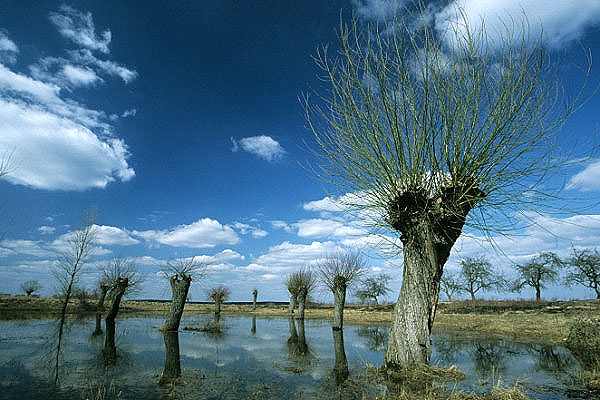 Biebrza Nationalpark, Polen
Schlüsselwörter: Biebrza - Nationalaprk, Polen