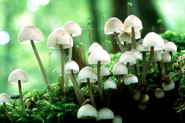 Bialowieza - Urwald, Polen
Schlüsselwörter: Bialowieza - Urwald  Polen