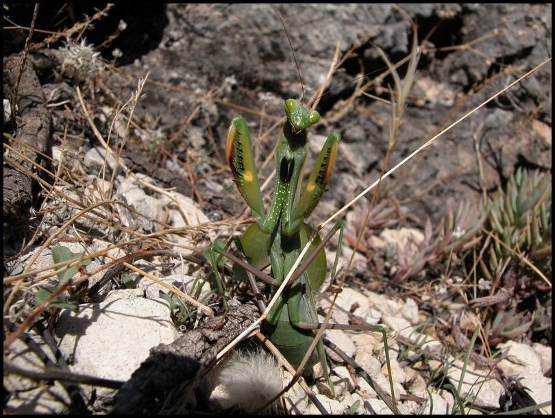 praying mantis
praying mantis sardenga italy
Schlüsselwörter: praying mantis, sardinien, italy, gottesanbeterin