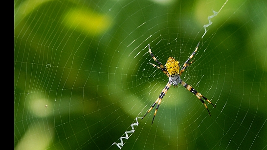 Spider
