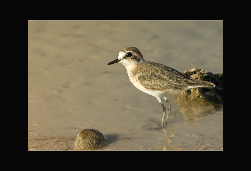 Seeregenpfeiffer - Hans Rentsch
Namibia
Schlüsselwörter: Seeregenpfeiffer, Charadrius alexandrinus, Kentish Plover, Namibia