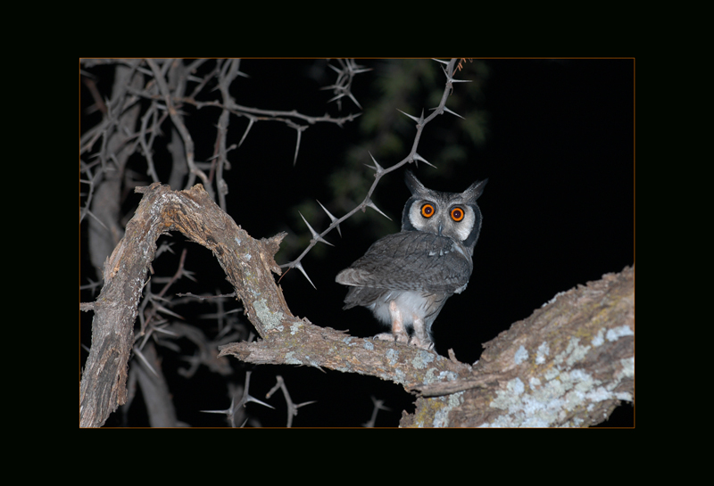 Zwergohreule - Moritz Grubenmann
Namibia, Waterberg
Schlüsselwörter: Zwergohreule, Ptilopsus granti, Southern White-Faced Scops-Owl