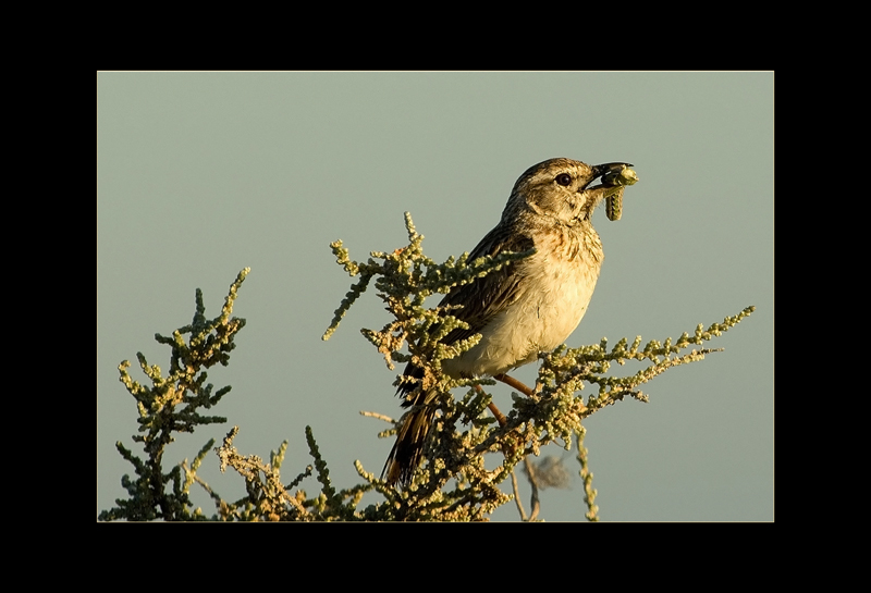 Drosselrohrsänger - Hans Rentsch
Namibia
Schlüsselwörter: Drosselrohrsänger, Acrocephalus arundinaceus, Great Reed-Warbler, Namibia