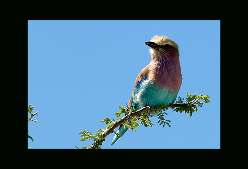 Gabelracke
Namibia
Schlüsselwörter: Gabelracke, Coriacias caudatus, Lilac-Brested Roller, Namibia