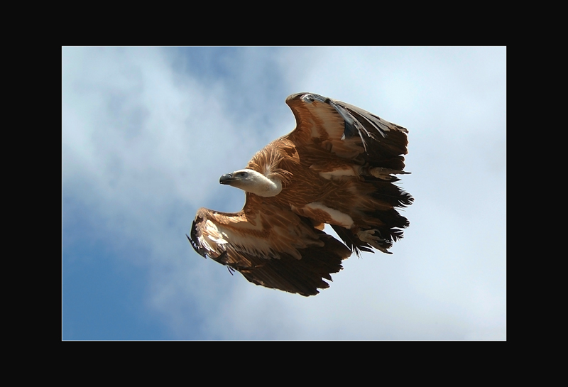Gänsegeier - Hans Rentsch
Gran Canaria, Greifvogelschau
Schlüsselwörter: Gänsegeier, Gyps fulvus, Eurasian Griffon