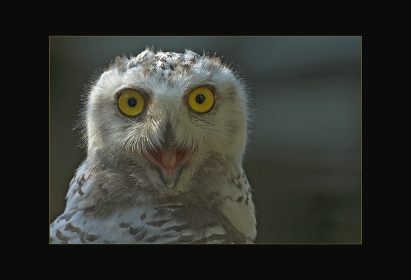 Schneeeule - Hans Rentsch
Schlüsselwörter: Schneeeule, Nyctea scandisca, Snowy Owl