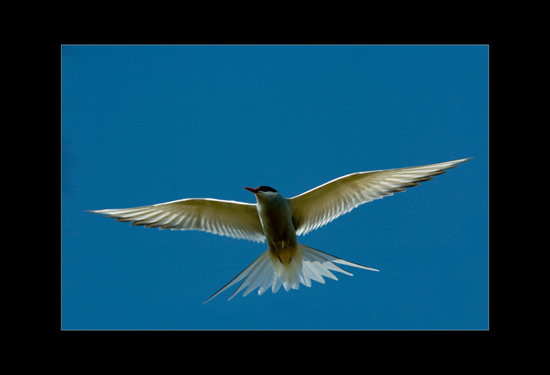 Küstenseeschwalbe - Edi Day
Island
Schlüsselwörter: Küstenseeschwalbe, Sterna paradiseae, Arctic Tern, Island