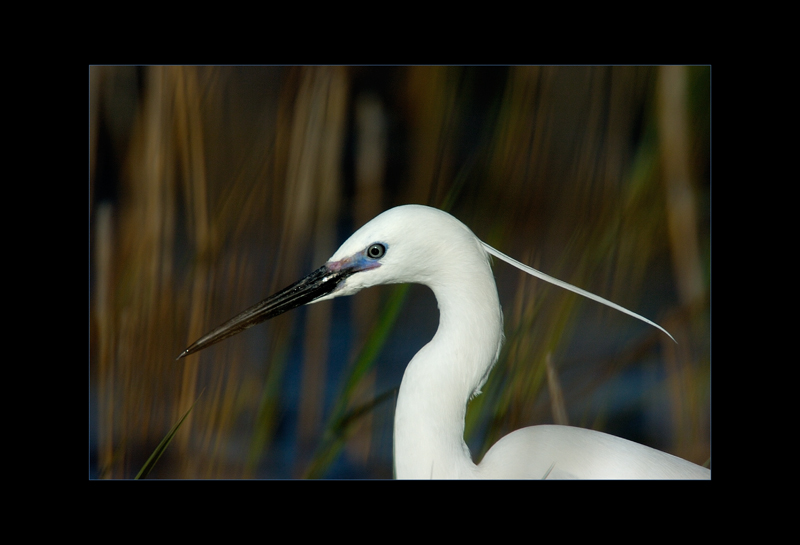 Seidenreiher - Edi Day
Camargue, Frankreich
Schlüsselwörter: Seidenreiher, Egretta garzetta, Camargue, Little Egret
