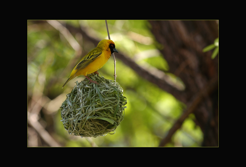 Maskenwebervogel - Moritz Grubenmann
Namibia
Schlüsselwörter: Maskenwebervogel, Namibia, Plocerus velatus, Southern Masked-Weaver