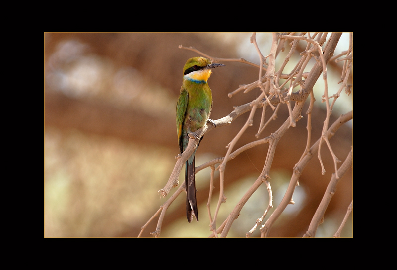 Schwalbenschwanz Bienenfresser - Moritz Grubenmann
Namibia, Soussus Fly
Schlüsselwörter: Schwalbenschwanz Bienenfresser, Bienenfresser, Merops hirundineus, Swallow-Tailed Bee-Eater, Namibia, Soussus Fly