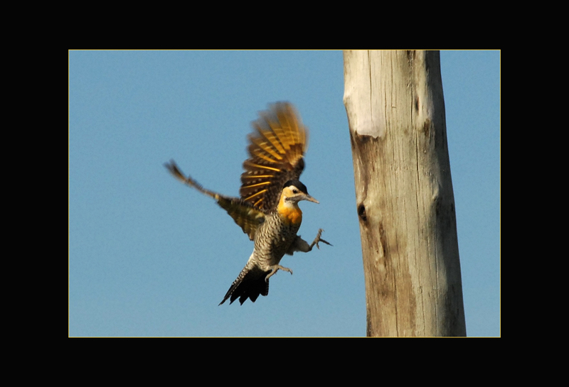 Feldspecht - Manfred Bächler
Argentinien
Schlüsselwörter: Feldspecht, Colaptes campestris, Campo Flicker, Argentinien