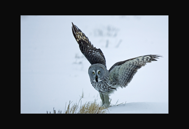 Bartkauz - Mateusc Kowalski
Schlüsselwörter: Bartkauz, Strix nebulosa, Great Grey Owl