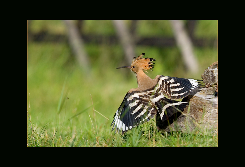 Wiedehopf - Mateusc Kowalski
Schlüsselwörter: Wiedehopf, Upupa epops, Hoopoe