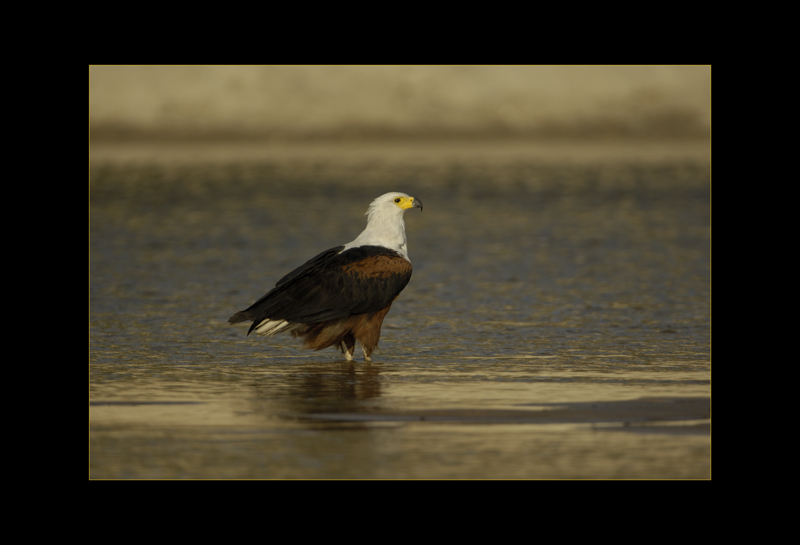 Schreiseeadler - Edi Day
Namibia, Okawango
Schlüsselwörter: Schreiseeadler, Haliaeetus vocifer, African Fish-Eagle