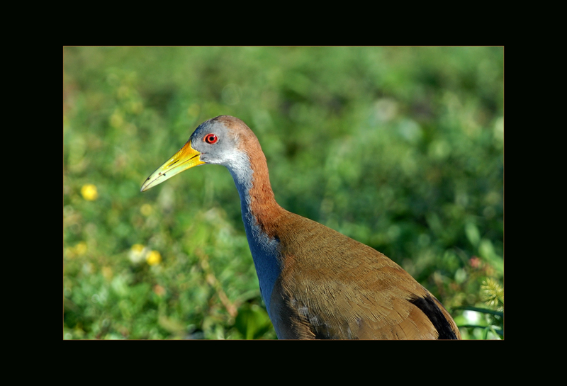 Ypecaha-Ralle - Manfred Bächer
Argentinien
Schlüsselwörter: Ypecaha-Ralle, Aramides ypecaha, Giant Wood Rail, Argentinien