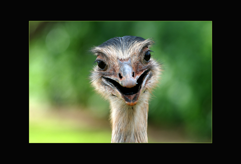 Nandu
Argentinien
Schlüsselwörter: Nandu, Rhea americana, Greater Rhea