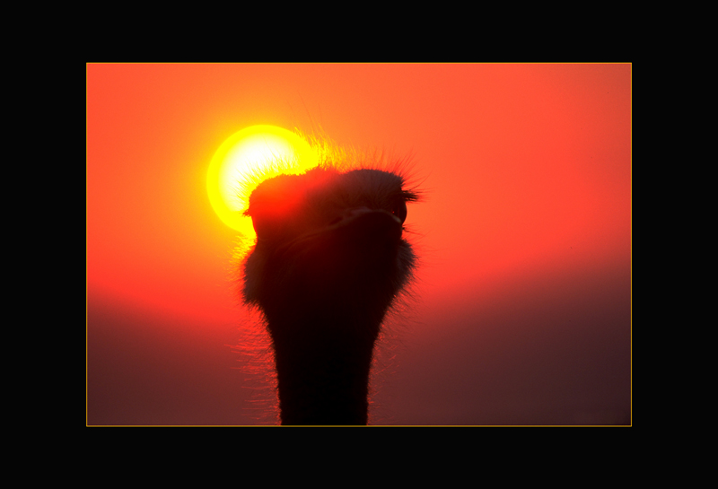 Afrikanischer Strauss - Manfred Bächer
Südafrika
Schlüsselwörter: Afrikanischer Strauss, Struthio camelus, Common Ostrich