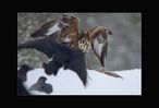 Golden_Eagle01_n8.jpg