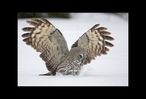 Great_Gray_Owl02_8.jpg