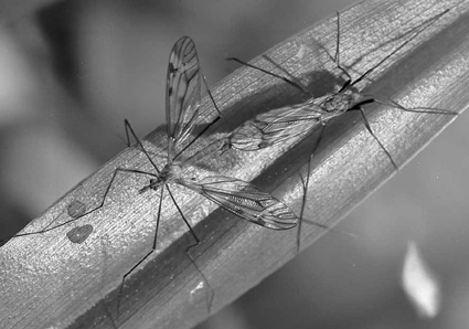 Paarung der Kohlschnake (Tipula sp.)
