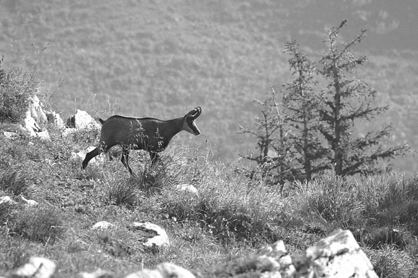 [b]Alpstein[/b] Gämse
