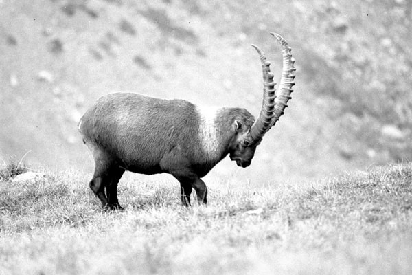 [b]Alpstein[/b]Alpensteinbock
