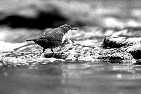 Wasseramsel
