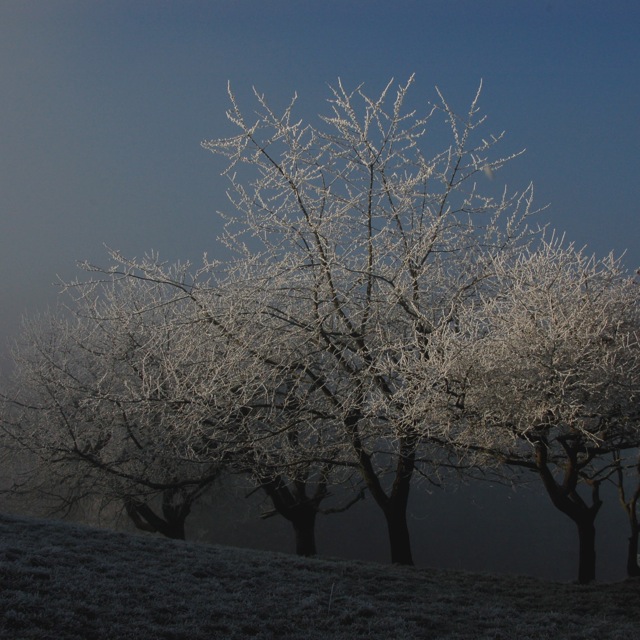 Gllitzerbäume
Unter Homberg, mit Morgensonne, -nebel und Reif.
