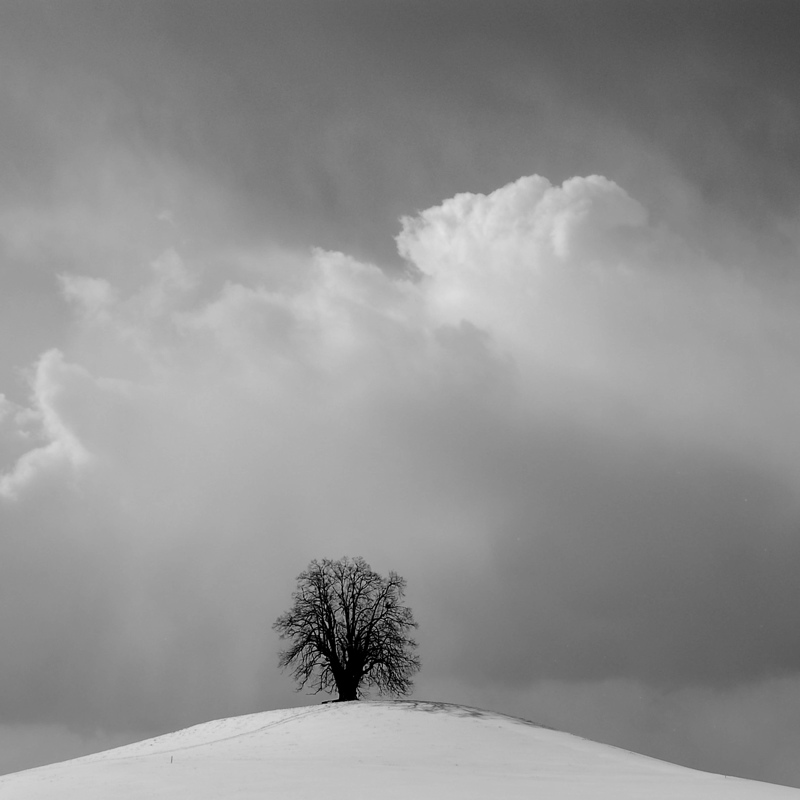 Winterbaum
