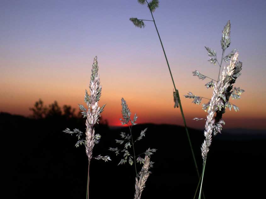 Sonnenuntergang mit Graeser
